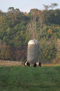 Belted Galloways grazing in the pasture