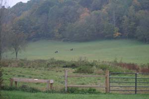Belted Galloways grazing in the Shady Lane pasture